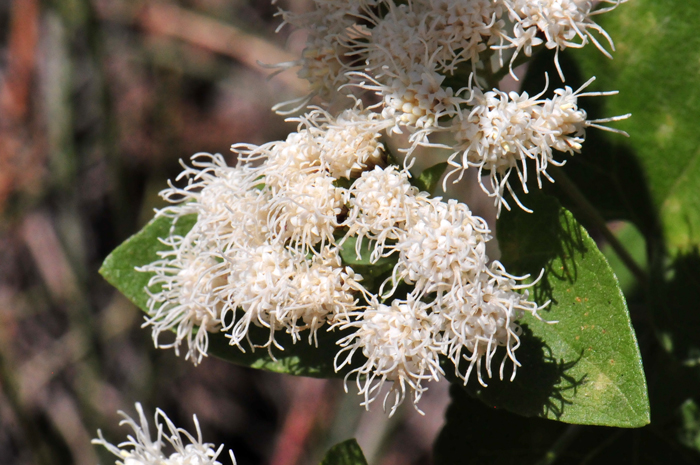 Fragrant Snakeroot flowers are white, small and attractive. Fragrant Snakeroot flowers consist of disk flowers only. This species blooms from June to October. Ageratina herbacea